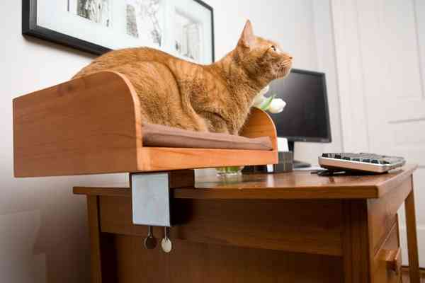¡Qué novedad! mi gato en el escritorio... 2