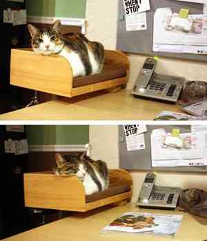 ¡Qué novedad! mi gato en el escritorio... 3
