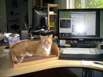 ¡Qué novedad! mi gato en el escritorio... 5