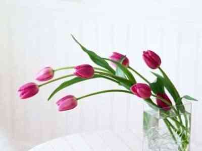 alargar la vida de flores - tulipanes