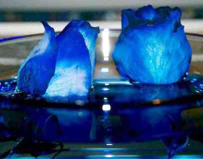 http://decoracion2.com/imagenes/2011/02/rosas-azules1.jpg