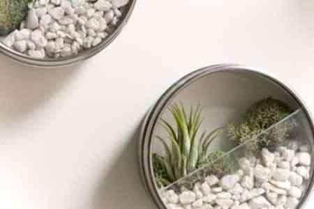 Terrario... ¿Vertical? 1 Terrario... ¿Vertical? 1