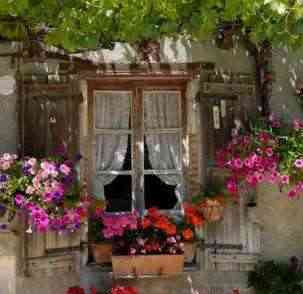 flores en la ventana