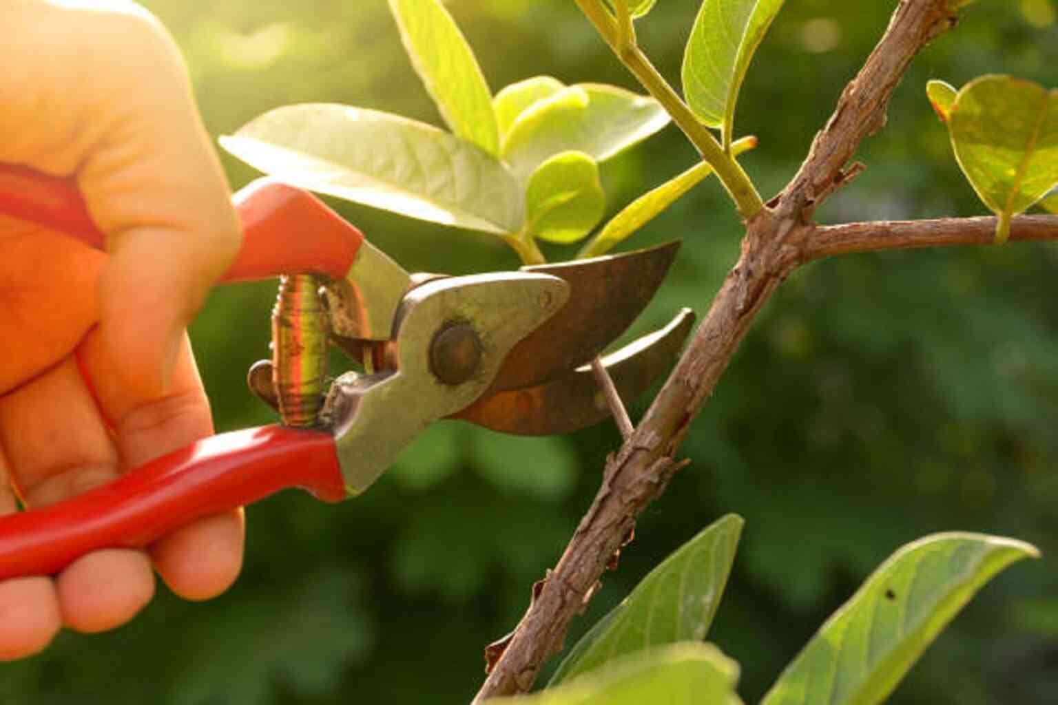 Cómo cuidar las plantas de exterior en otoño