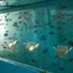 pecera6-150x150 Paraísos para los peces