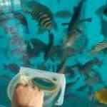pecera7-150x150 Paraísos para los peces