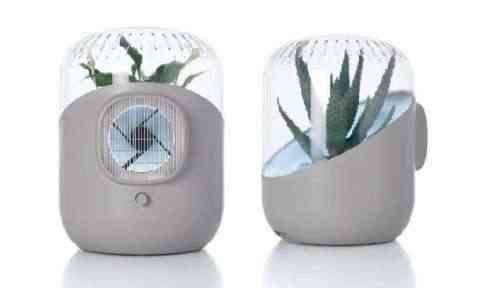 Andrea filtra el aire con plantas 1 Imagen 1