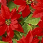 flor de pascua rojas