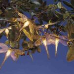 libelulas-luminosas2