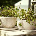 matetas de tazas de te