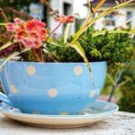 plantas en tazas de cafe