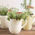 tazas con plantas aromaticas cocina