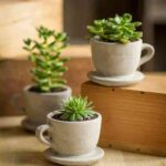 tazas con plantas en cualquier sitio