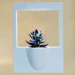 marco planta polaroid2