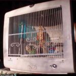 ordenador jaula pájaro