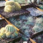 jardin cactus