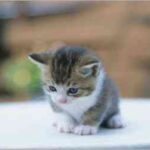 fotos-de-gatos-003