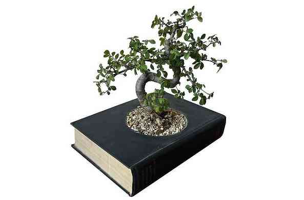 libro bonsai