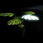 18-5-lamparas-plantas