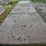 Decorando campos de arroz