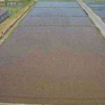 Decorando campos de arroz 2