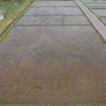 Decorando campos de arroz 3