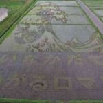 Decorando campos de arroz 4