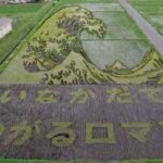 Decorando campos de arroz 5