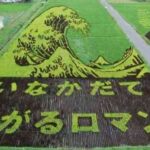 Decorando campos de arroz 7