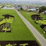 Decorando campos de arroz japos 2 Decorando campos de arroz figuras sumo