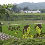 Decorando campos de arroz japos