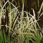 Decorando campos de arroz plantas de arroz de colores