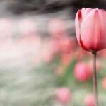 fondos-escritorio-flores-tulipan-p