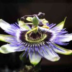 pasionaria-flor-de-la-pasion-21