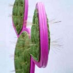 silla-cactus-3