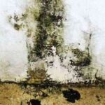 mancha_moho