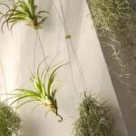 Airplant-teracrea