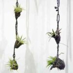 collares Paula Hayes