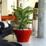 planta-macetero-rojo