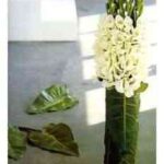 vaso-forrado-hojas-verdes