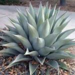 Agave_havardiana