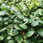 Epipremnum aureum o potus