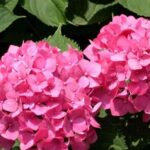 hortensia-color-rosa