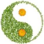 plantas-positivas-feng-shui