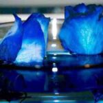 rosas-azules