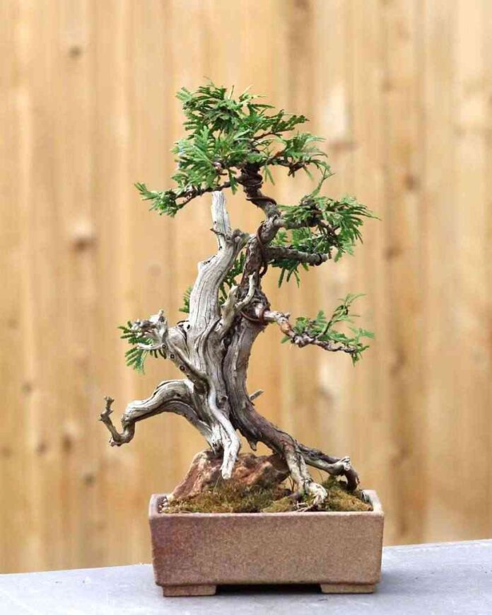 bonsai