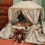 camas para perros-2