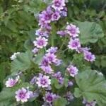 concepto-de-planta-225×300-1