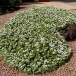 Myoporum parvifolium