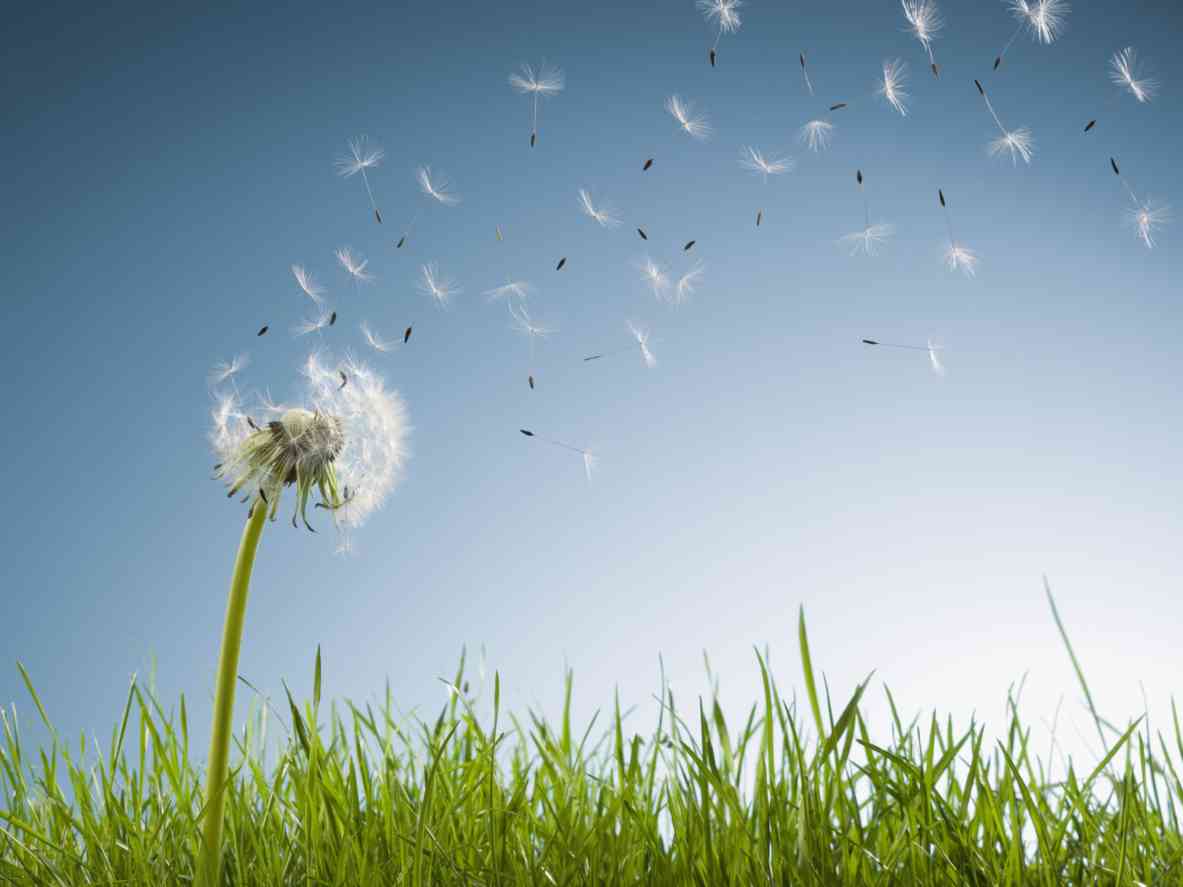 Ambi Pur Air Effects y... ¡Respira Feliz! 1 Ambi Pur Air Effects y... ¡Respira Feliz! 1